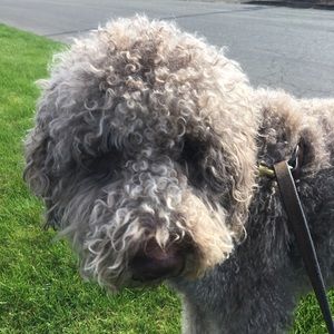 Meet your Posher, Brandon